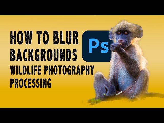 HOW TO BLUR BACKGROUND IN WILDLIFE PHOTOGRAPHY WITH SUBJECT SELECT