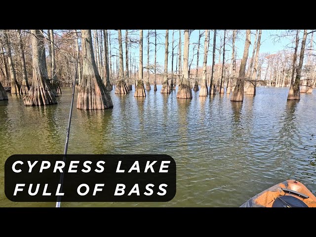 The BASS were feeding like crazy on this beautiful cypress lake!