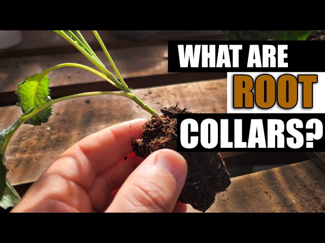 What Is A Plant's Root Collar? - Garden Quickie Episode 70