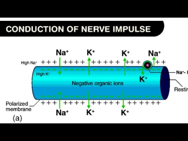 transmission of nerve impulse 2 edited edited