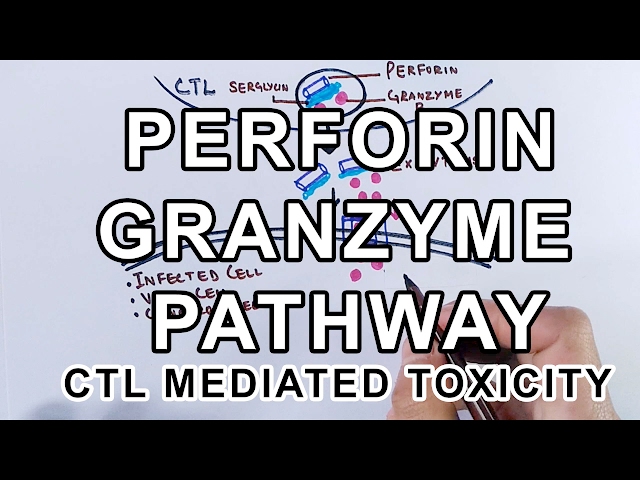 Mechanism of Perforin Granzyme Pathway