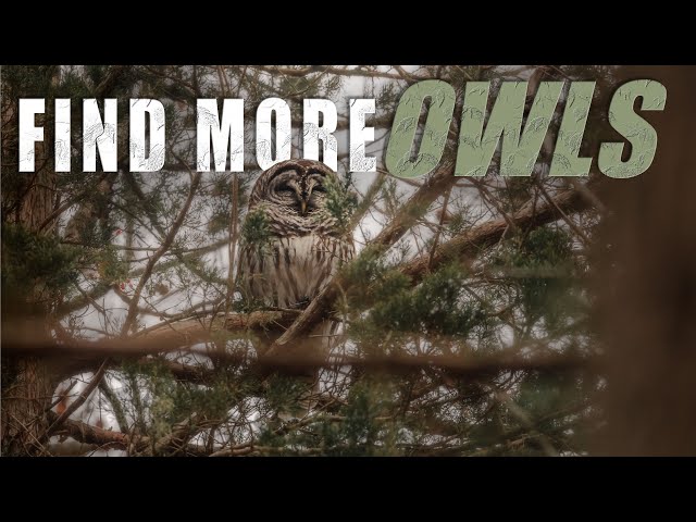 BEST Strategies to FIND OWLS for Wildlife Photography