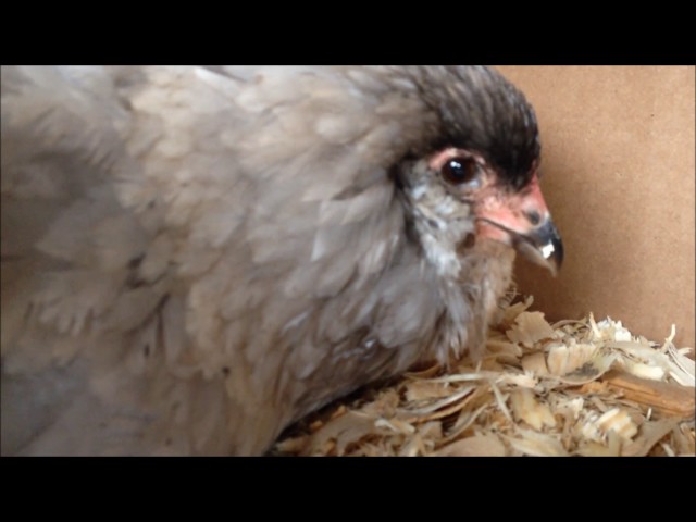 Hatching with a Broody Hen All the Way - Setting, Incubating, Moving, Hatching, and Brooding!