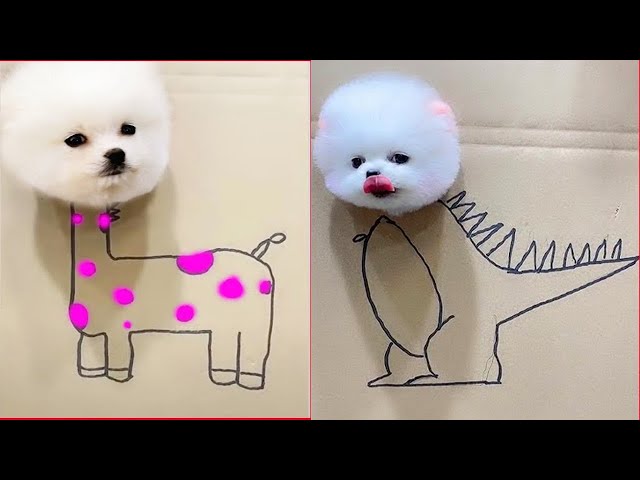 Pomeranian Mini Dogs 🐶😍| Cute and Funny Dog videos #1