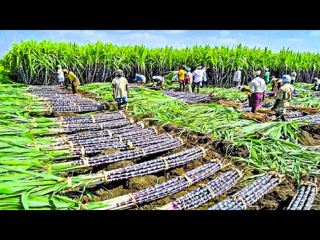 Growing and Harvesting Billions Tons of Sugarcane to make Sugar - Sugar Processing Line in Factory