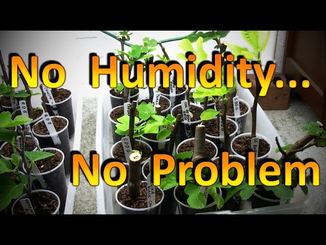 The New Fig Cuttings are Rooting Well Without a Humidity Chamber | Part 2