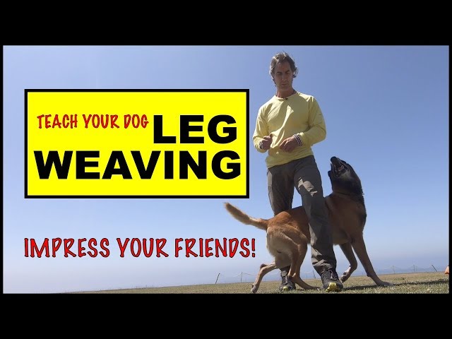 LEG WEAVE - Teach Your Dog this TRICK - Dog Tricks - Robert Cabral Dog Training