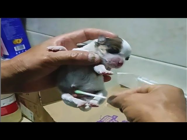 "Help me" 2 newborn puppies were cruelly abandoned - trembling and crying for their mother