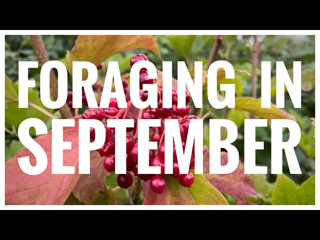 Foraging in September - UK Wildcrafts Foraging Calendar (Part 1 of 2)