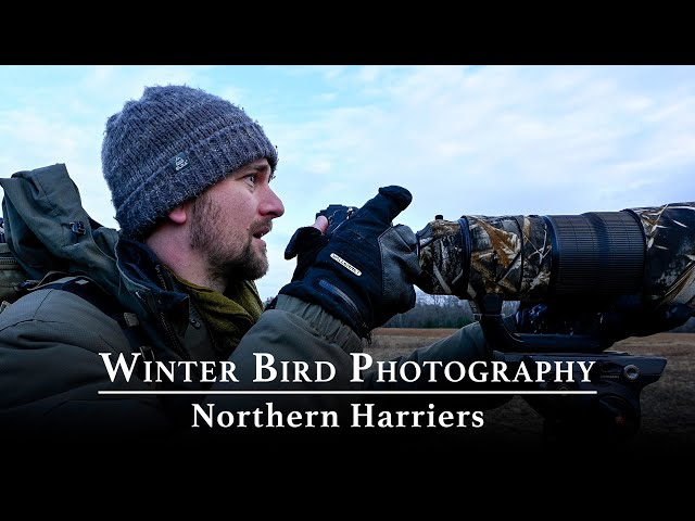 Winter Bird Photography: Photographing Northern Harriers | Nikon Z9