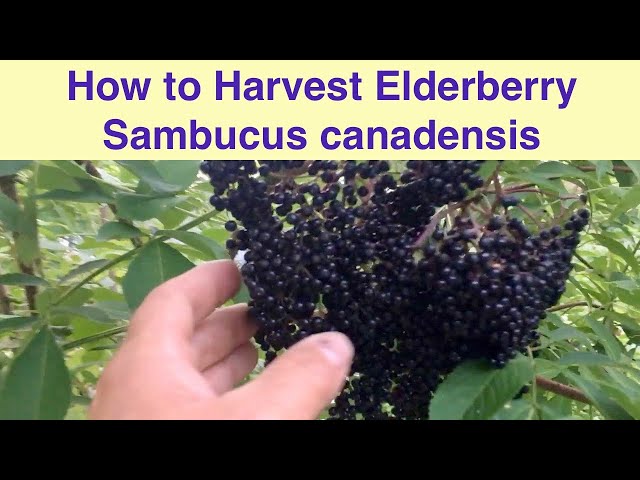How to Harvest Elderberry Sambucus canadensis