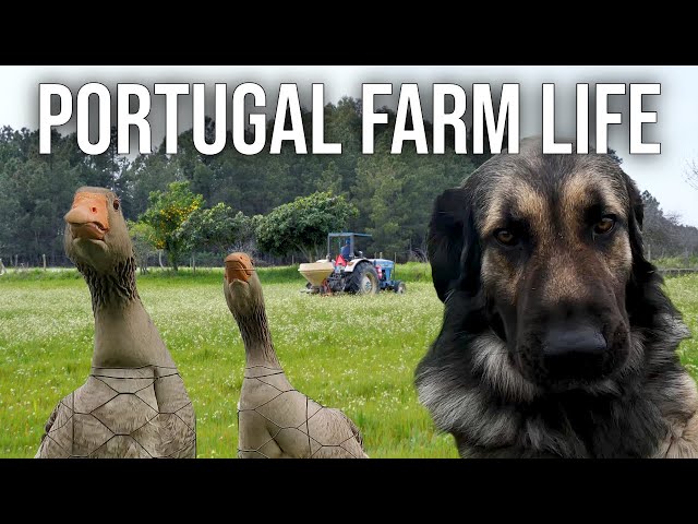 Don't mess with the Big Dog! | PORTUGAL FARM LIFE