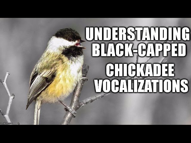 Vocalizations of Black-capped Chickadees