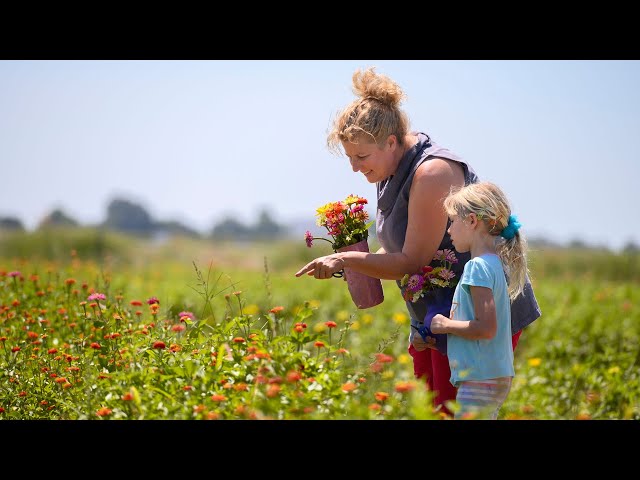 Watch drone fly over the colorful Mezger Family Zinnia Patch
