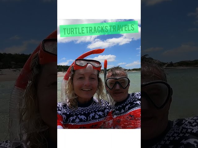 Swimming with Sea #Turtles #australia #queensland #shorts