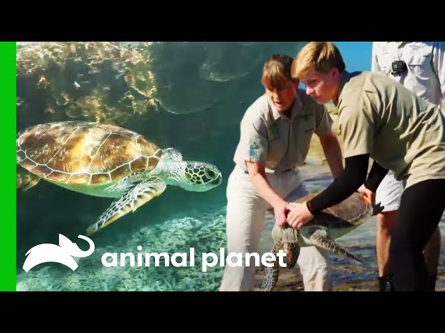 Releasing Sea Turtles On The Great Barrier Reef | Crikey! It's The Irwins