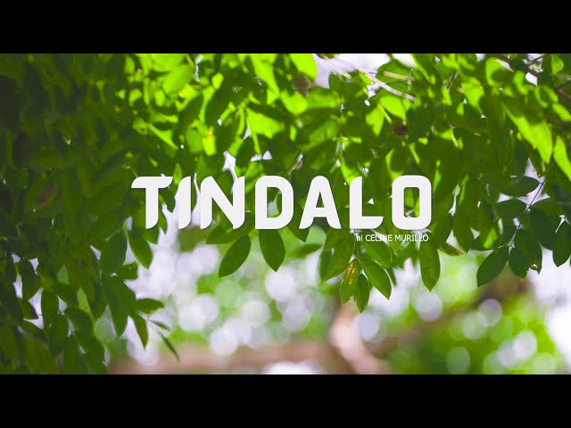 Tindalo ni Celine Murillo | Forest Foundation Philippines