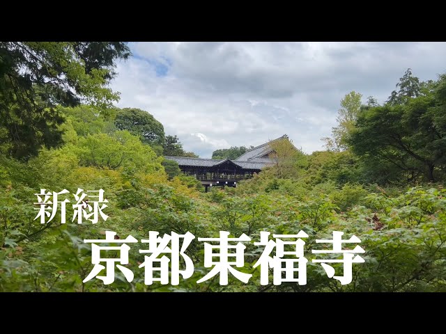 2023年6月1日 【京都散策】 新緑の東福寺を散策 Walking around Tofukuji Temple,Kyoto 【4K】