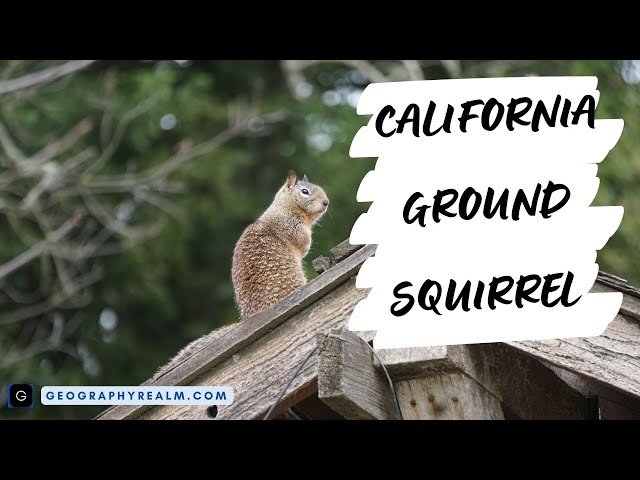 California ground squirrel alarm call in Northern California