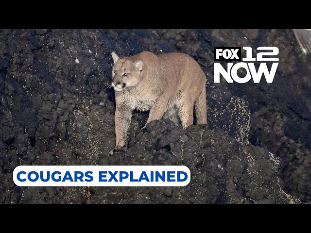 LIVE: Cougar sightings at Cannon Beach, explained by expert
