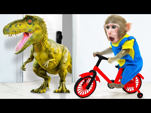 KiKi Monkey challenges showing Incredible Riding a Bike skill to take Honey Jelly | KUDO ANIMAL KIKI