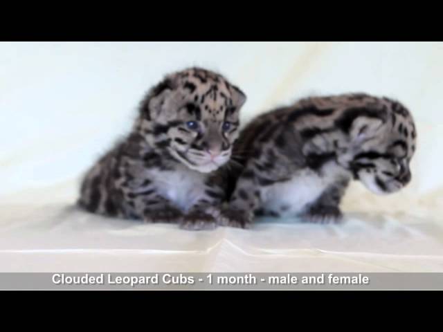 Clouded Leopards at Nashville Zoo