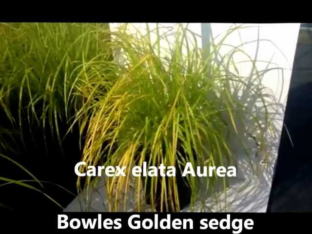 Best Perennials for Shade - Carex elata Aurea (Bowles Golden Sedge)