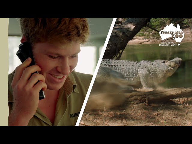 An incredible croc on the Steve Irwin Wildlife Reserve | Wildlife Warriors Missions