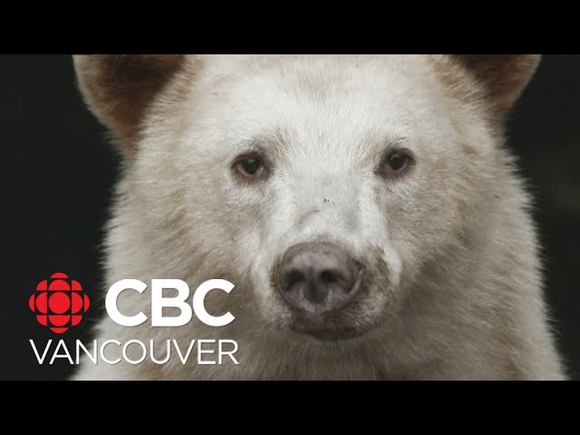 How the Kitasoo/Xai'xais First Nation is working to protect spirit bears
