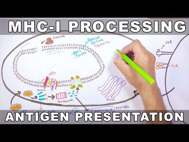 MHC-I Processing | Antigen Processing and Presentation