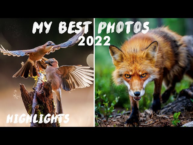 My Favorite Photos of 2022 | Bird and Wildlife Photography