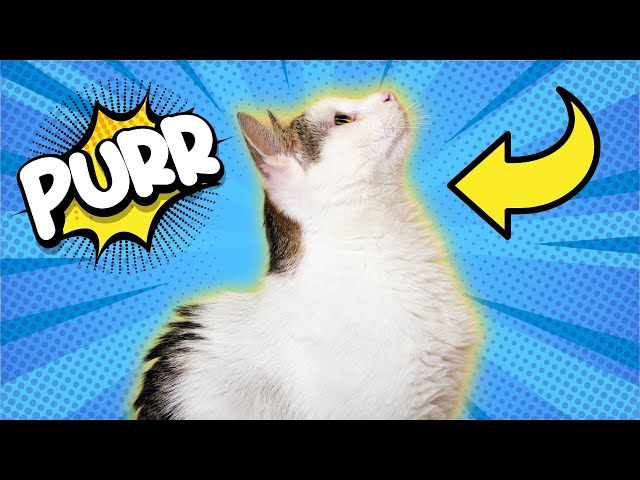 How and Why Cats Purr (Prepare to be Fascinated)