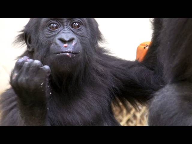 Gladys Baby Gorilla Gets Birthday Cake - Cincinnati Zoo