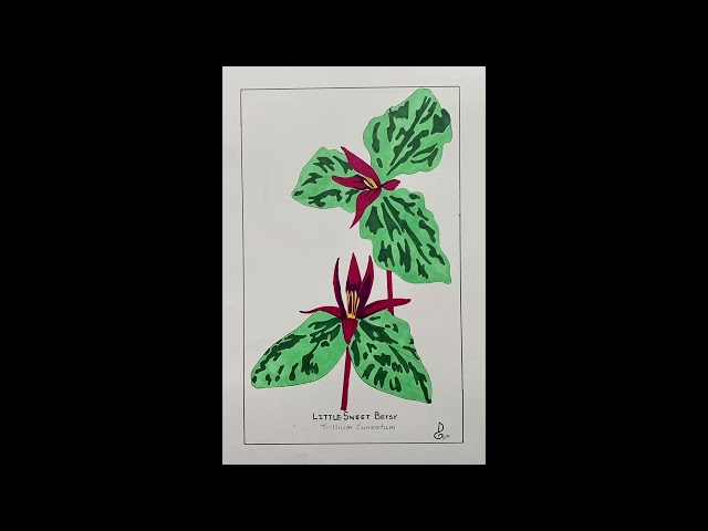 A Selection of Hand-Drawn State Flowers Set to Pachelbel's Canon in D Major by Kevin MacLeod