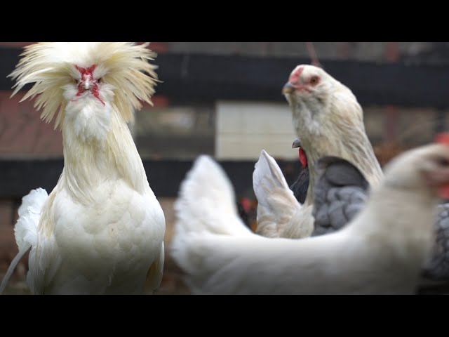 Brazen Brits Live Chicken Cam Screensaver