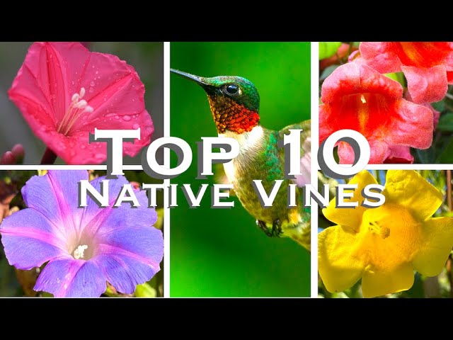 10 BEST Native Vines with BOLD Blooms