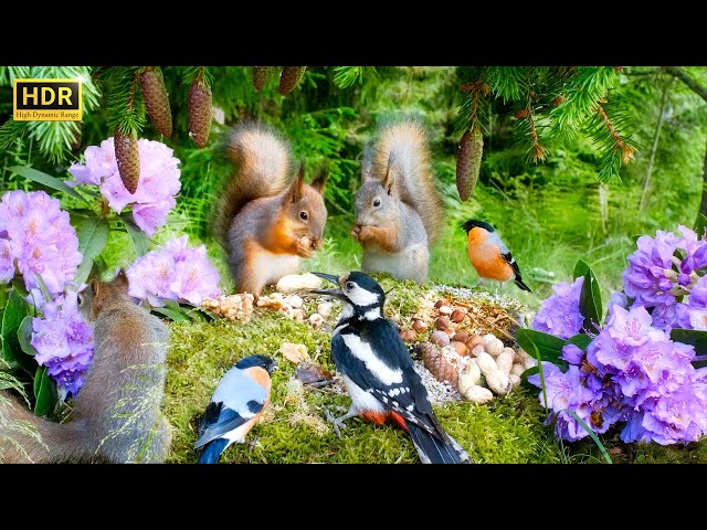 Relax with Squirrels Birds and Forest Sounds🐿️ Ultimate Cat & Dog TV Show😺🐶 10 hours (4K HDR) NO ADS