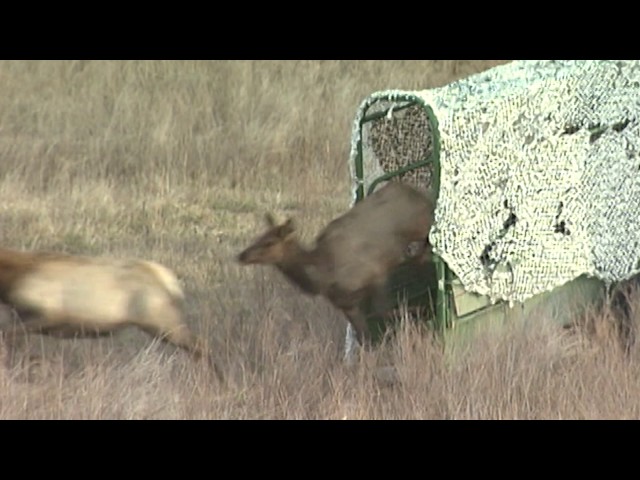 20 Year Anniversary of Elk Released Back Into Kentucky