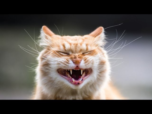 Funny Cats Compilation - Cute cats
