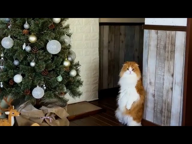 Christmas Cat Tips | Pet Pointers