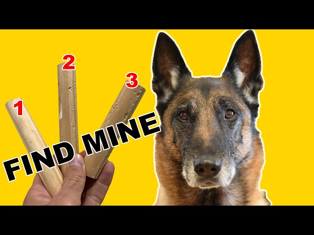 Teach Your DOG SCENT DETECTION - Basic Scent Training #1