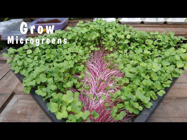 Grow Microgreens At Home - Red Microgreens