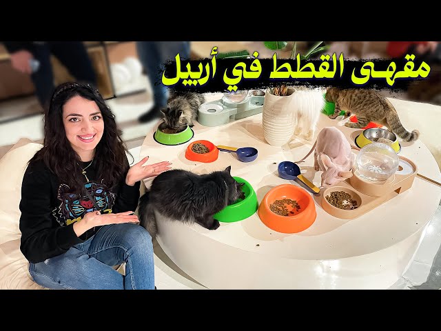 أول مقهى في اربيل والعراق | مقهى القطط | ردة فعلي 😍 الحلقة 15