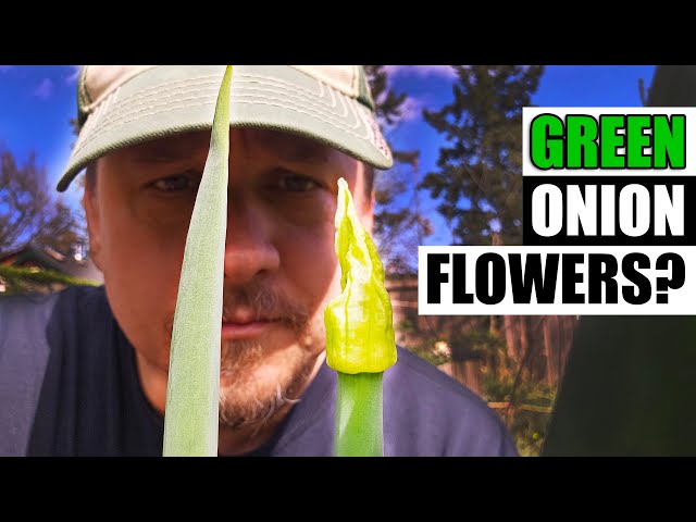 Green Onions Are Flowering - Garden Quickie Episode 194