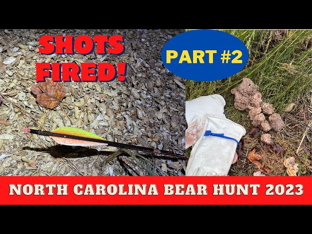 Dismal Swamp Bear Hunting North Carolina Day #2
