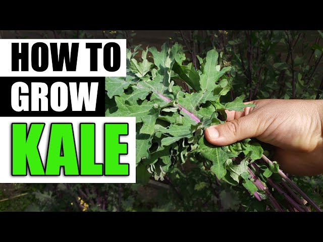 How To Grow Kale - The Definitive Guide