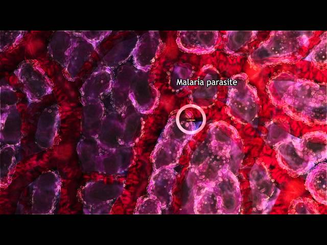Malaria Lifecycle Part 1: Human Host (2016)