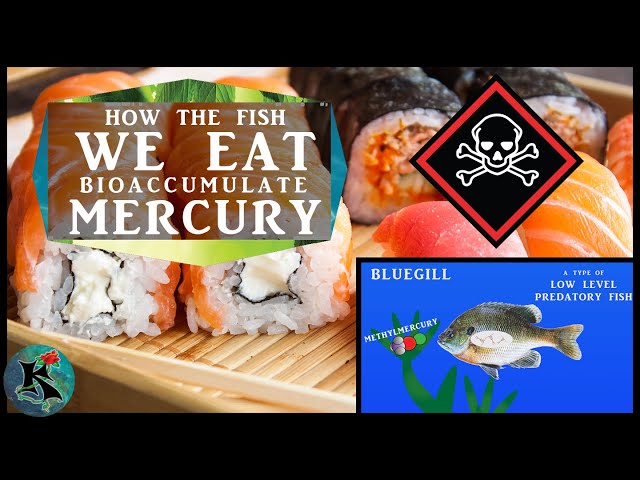 Bioaccumulation of Methylmercury into Fishes and Humans | Koaw Nature