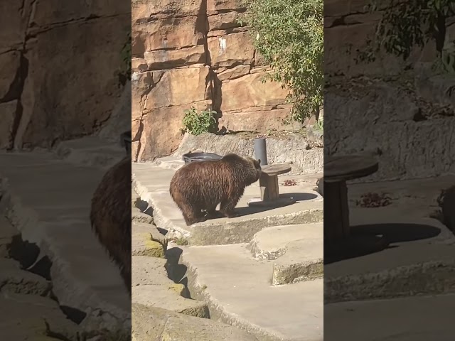 Grizzly In Zoo