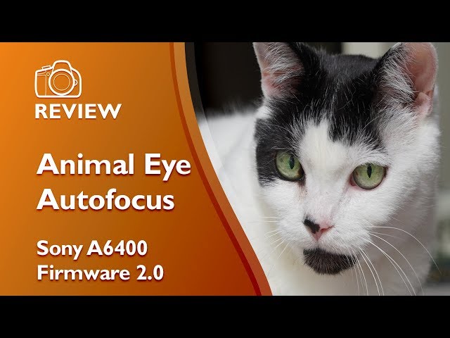Sony A6400 Animal Eye Autofocus (Firmware 2.0)